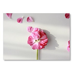 Pembe Çiçek Ve Dağılan Yaprakları  Mdf Ahşap Tablo 50x70 cm