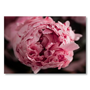 Pembe Gül Yakın Plan  Mdf Ahşap Tablo 35x50 cm