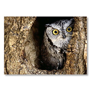 Ağaç Kovuğundaki Gri Baykuş  Mdf Ahşap Tablo 50x70 cm