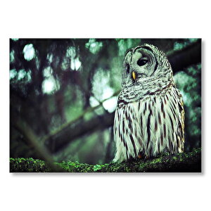 Dalda Beyaz Kahverengi Baykuş  Mdf Ahşap Tablo 50x70 cm