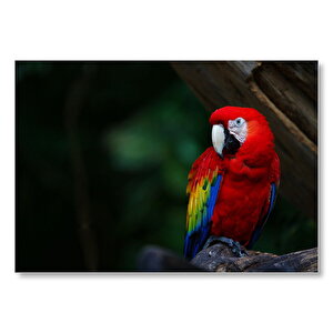 Daldaki Kırmızı Macaw Papağanı  Mdf Ahşap Tablo 50x70 cm