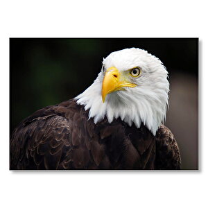 Akbaşlı Amerikan Kartalı  Mdf Ahşap Tablo 50x70 cm