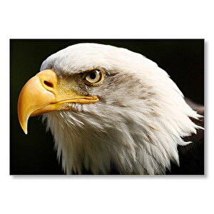 Amerikan Kartalı Başı Yakın Çekim  Mdf Ahşap Tablo 25x35 cm