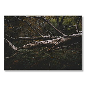 Ormanda Devrilmiş Dev Ağaç  Mdf Ahşap Tablo 25x35 cm