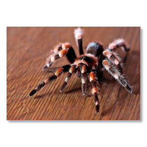 Kahverengi Zeminde Dev Tarantula  Mdf Ahşap Tablo 50x70 cm