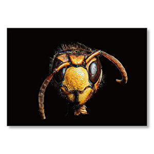 Karanlık Arkaplan Yaban Arısı Yakın Çekim  Mdf Ahşap Tablo 25x35 cm