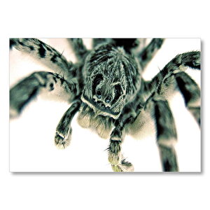 Beyaz Zeminde Dev Örümcek  Mdf Ahşap Tablo 25x35 cm