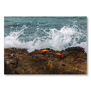 Köpüklü Dalgalar Kayalıklar Ve Kırmızı Yengeçler  Mdf Ahşap Tablo 35x50 cm