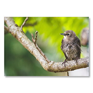 Daldaki Islak Minik Kuş  Mdf Ahşap Tablo
