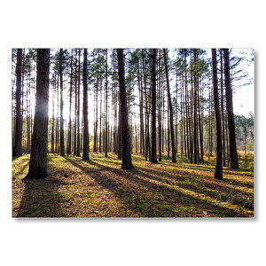 Uzun Ağaçlar Güneş Işıkları Ve Orman Zemini  Mdf Ahşap Tablo 50x70 cm
