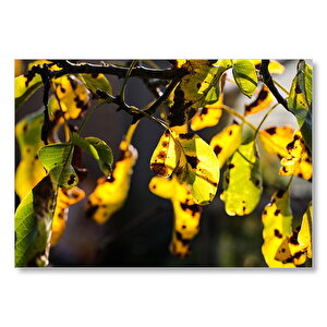 Yeşil Ve Sarı Yapraklar Bir Arada  Mdf Ahşap Tablo 35x50 cm