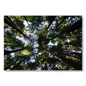 Yerden Gökyüzüne Orman Yeşil Ağaçlar  Mdf Ahşap Tablo 50x70 cm