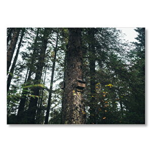 Ormanda Ağaç Gövdesindeki Kuş Yuvaları  Mdf Ahşap Tablo 50x70 cm