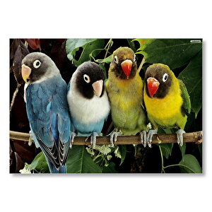 Dalda Sevda Papağanları  Mdf Ahşap Tablo 25x35 cm