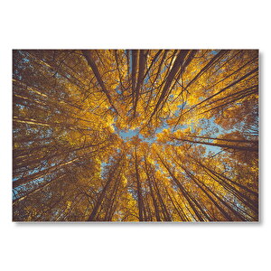 Orman Zeminden Yukarı Bakış Sarı Ağaçlar  Mdf Ahşap Tablo 50x70 cm