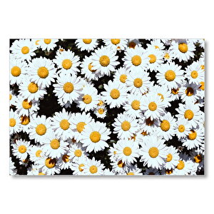 Bembeyaz Papatyalar  Mdf Ahşap Tablo 25x35 cm