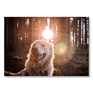 Ağaçlar Arasından Güneş Işıkları Ve Sevimli Köpek  Mdf Ahşap Tablo 50x70 cm