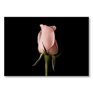 Pembe Gül Küçük Tomurcuk Siyah Arka Plan  Mdf Ahşap Tablo 25x35 cm