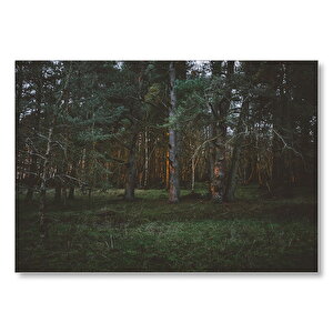 Ürkütücü Koyu Orman Ve Güneş Işıkları  Mdf Ahşap Tablo 25x35 cm