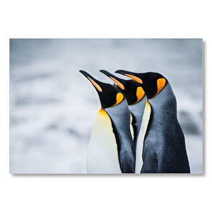 3 İmparator Penguen Yakın Çekim  Mdf Ahşap Tablo 50x70 cm