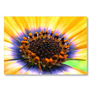 Sarı Papatyanın Kalbi Yakın Plan  Mdf Ahşap Tablo 50x70 cm