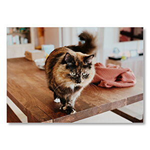 Masa Üzerinde Üç Renkli Kedi  Mdf Ahşap Tablo 50x70 cm
