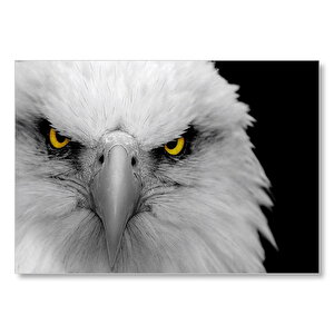 Akbaşlı Kartal Portre Yakın Çekim  Mdf Ahşap Tablo 25x35 cm