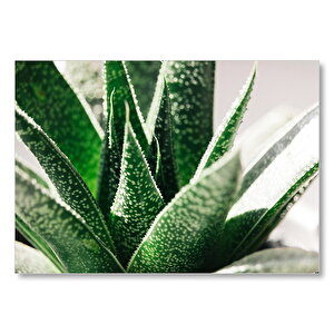 Aloe Vera Yaprakları  Mdf Ahşap Tablo 50x70 cm