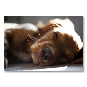 Uykucu Köpek Ve Güneş Işıkları  Mdf Ahşap Tablo 35x50 cm