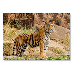 Kayalıklar Ve Bengal Kaplanı  Mdf Ahşap Tablo 50x70 cm