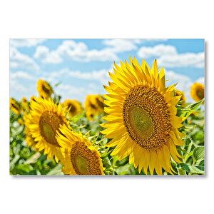 Günebakan Çiçekleri  Mdf Ahşap Tablo 35x50 cm