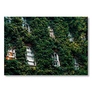 Pencereleri Yutan Sarmaşıklar  Mdf Ahşap Tablo 25x35 cm