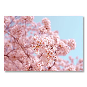 Dallarda Kiraz Çiçekleri  Mdf Ahşap Tablo 50x70 cm