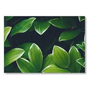 Parlak Yeşil Yapraklar  Mdf Ahşap Tablo 50x70 cm