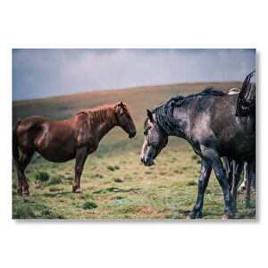 Çayırda Yılkı Atları  Mdf Ahşap Tablo 35x50 cm