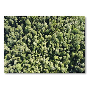 Sık Orman Kuş Bakışı  Mdf Ahşap Tablo 50x70 cm
