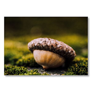 Otlar Üzerindeki Pelit  Mdf Ahşap Tablo 50x70 cm