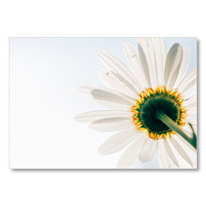 Beyaz Papatya Alttan Görünüş  Mdf Ahşap Tablo 35x50 cm