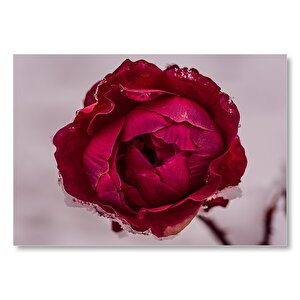 Kusursuz Kırmızı Gül  Mdf Ahşap Tablo 25x35 cm