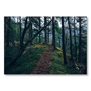 Orman Patikası Ve Çam Ağaçları  Mdf Ahşap Tablo 50x70 cm