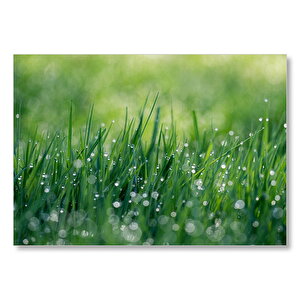 Çimenler Ve Su Damlaları  Mdf Ahşap Tablo 50x70 cm