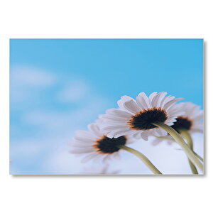 Papatyalar Ve Mavi Gökyüzü  Mdf Ahşap Tablo 25x35 cm