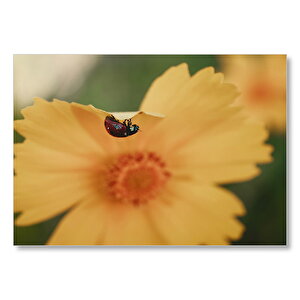 Sarı Çiçeğin Üzerinde Uğur Böceği  Mdf Ahşap Tablo 50x70 cm