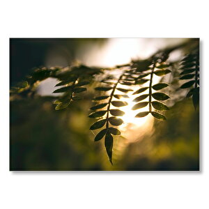 Güneş Işıkları Dallar Ve Yapraklar  Mdf Ahşap Tablo 35x50 cm
