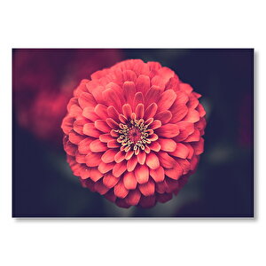Muhteşem Kırmızı Çiçek  Mdf Ahşap Tablo 50x70 cm