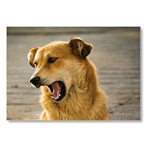 Kahverengi Sevimli Köpek  Mdf Ahşap Tablo 25x35 cm