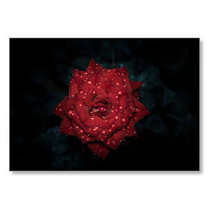 Kırmızı Gül Ve Su Damlaları  Mdf Ahşap Tablo 35x50 cm