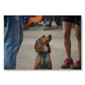 Hisli Bakışlı Kahverengi Köpek  Mdf Ahşap Tablo 50x70 cm
