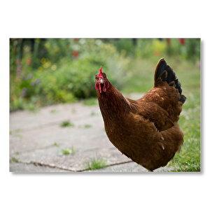 Meraklı Tavuk  Mdf Ahşap Tablo 25x35 cm