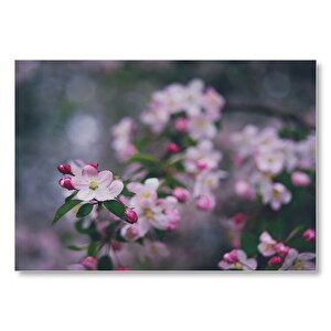Beyaz Çiçekler Ve Kırmızı Tomurcuklar  Mdf Ahşap Tablo 50x70 cm
